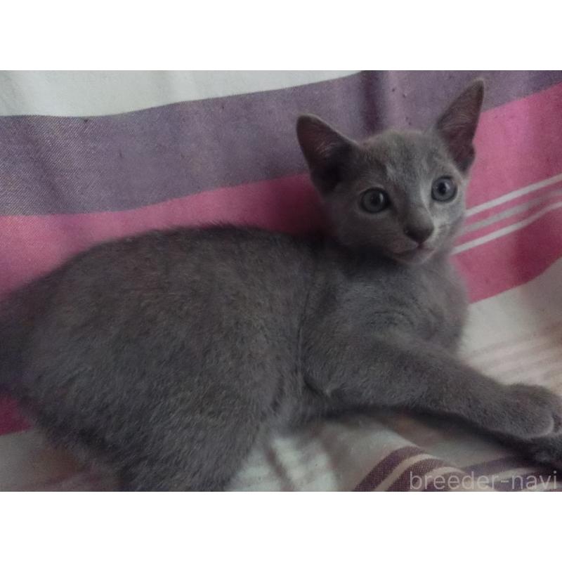 販売中の兵庫県のロシアンブルー-126913の6枚目