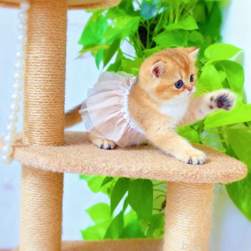 販売中の埼玉県のブリティッシュショートヘア-127412の3枚目