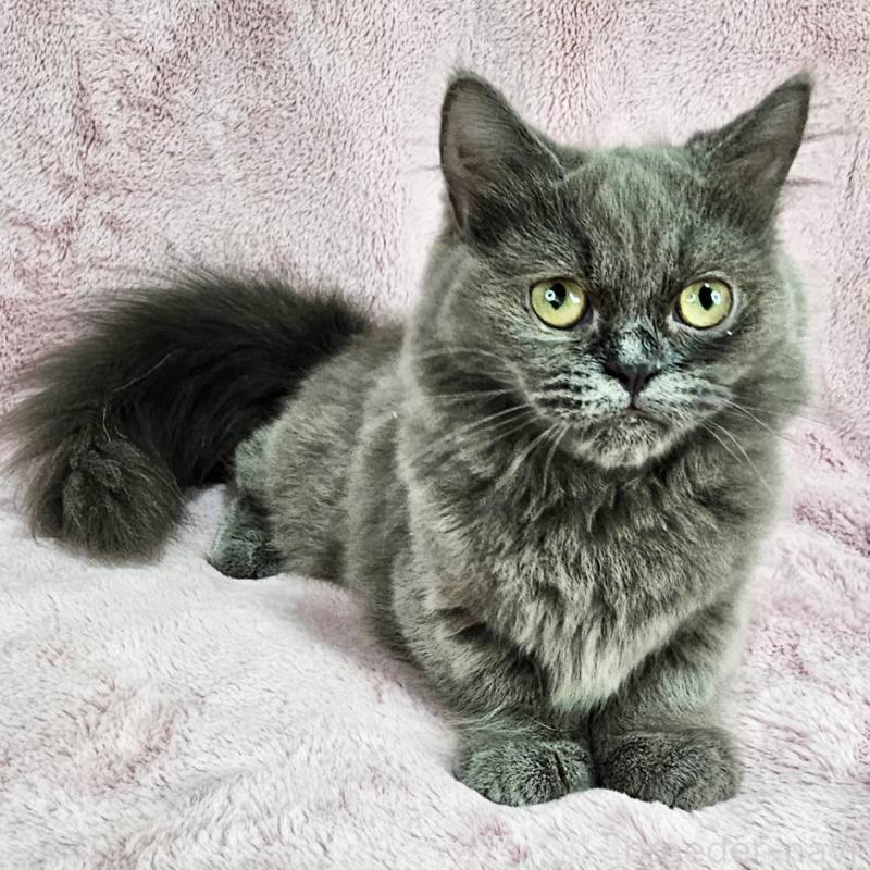 成約済の東京都のマンチカン(短足)-123881の6枚目