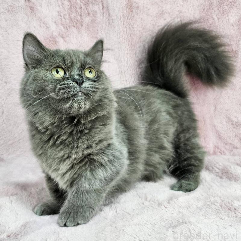 成約済の東京都のマンチカン(短足)-123881の5枚目