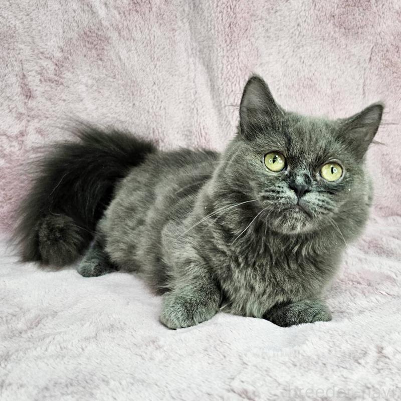 成約済の東京都のマンチカン(短足)-123881の4枚目