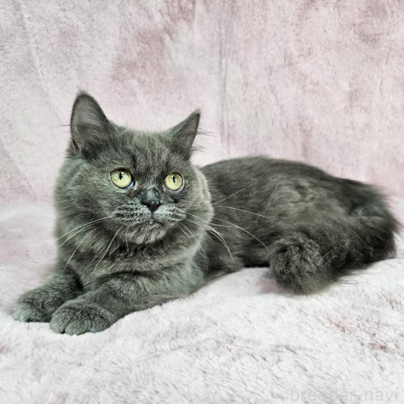 成約済の東京都のマンチカン(短足)-123881の3枚目