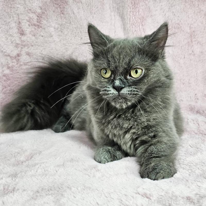 成約済の東京都のマンチカン(短足)-123881の2枚目