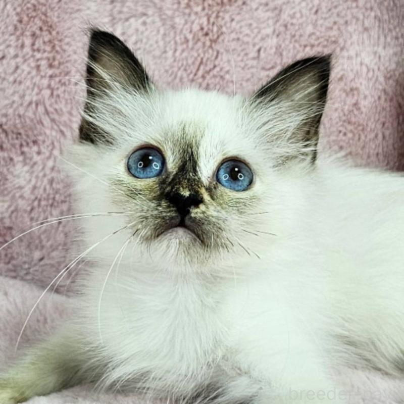 成約済ののバーマン-123033