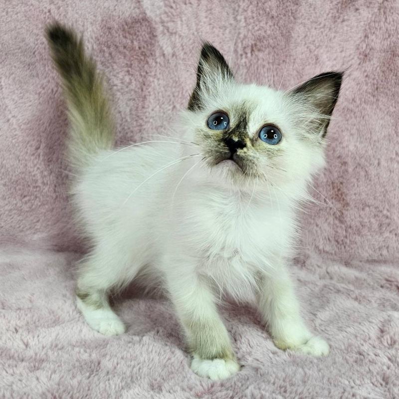 成約済の千葉県のバーマン-123033の5枚目