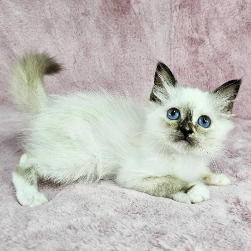 成約済の千葉県のバーマン-123033の4枚目