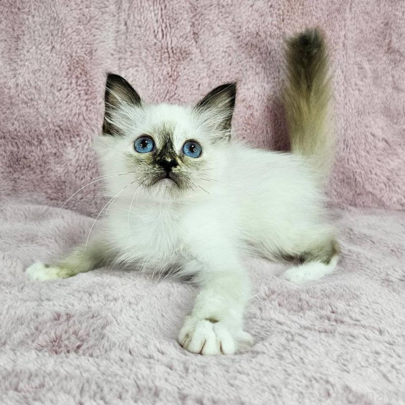 成約済の千葉県のバーマン-123033の2枚目