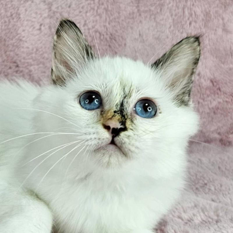 成約済の千葉県のバーマン-123029の1枚目