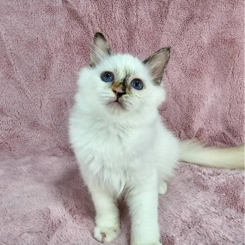 成約済の千葉県のバーマン-123029の6枚目