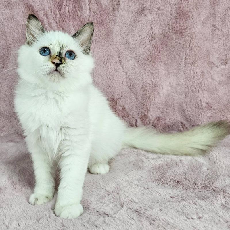 成約済の千葉県のバーマン-123029の4枚目