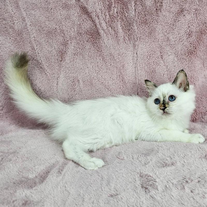 成約済の千葉県のバーマン-123029の3枚目