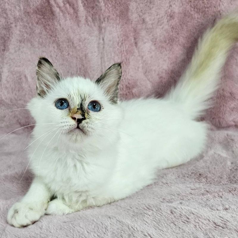 成約済の千葉県のバーマン-123029の2枚目