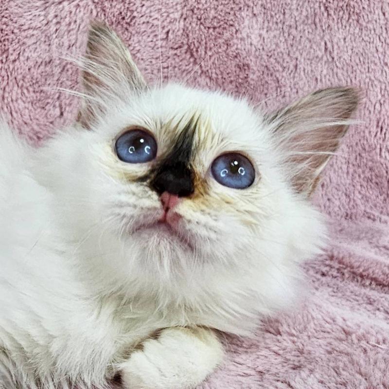 成約済の千葉県のバーマン-123030の1枚目