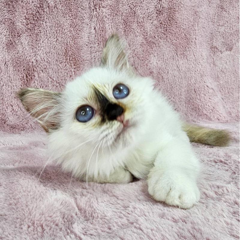 成約済の千葉県のバーマン-123030の6枚目