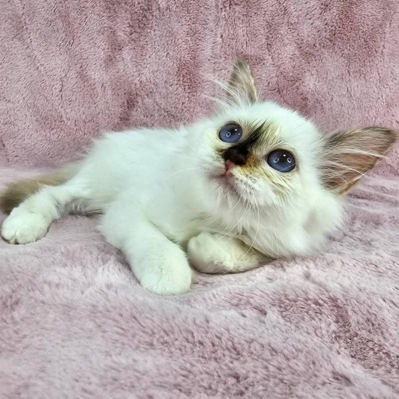 成約済の千葉県のバーマン-123030の5枚目