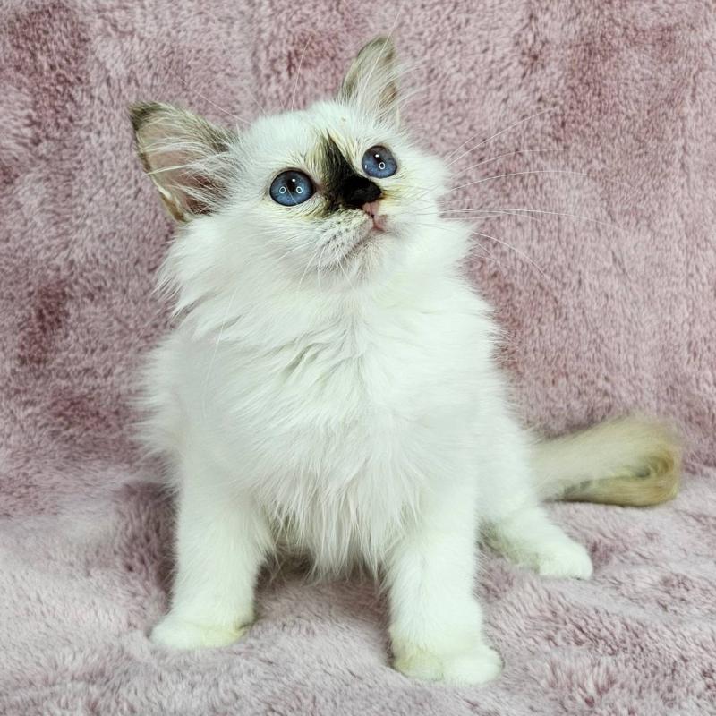 成約済の千葉県のバーマン-123030の4枚目