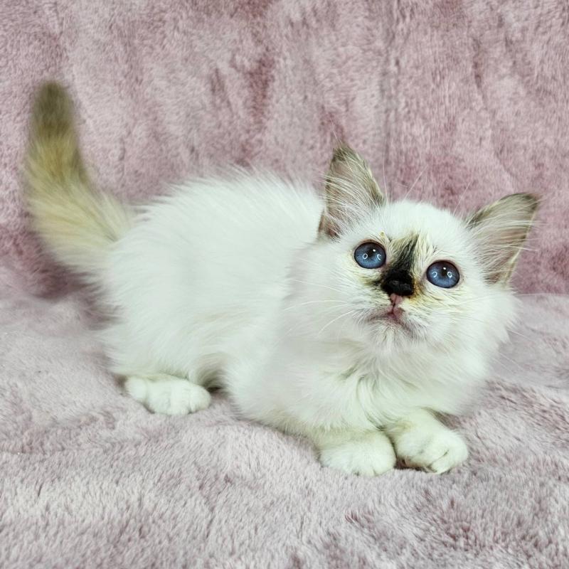 成約済の千葉県のバーマン-123030の2枚目