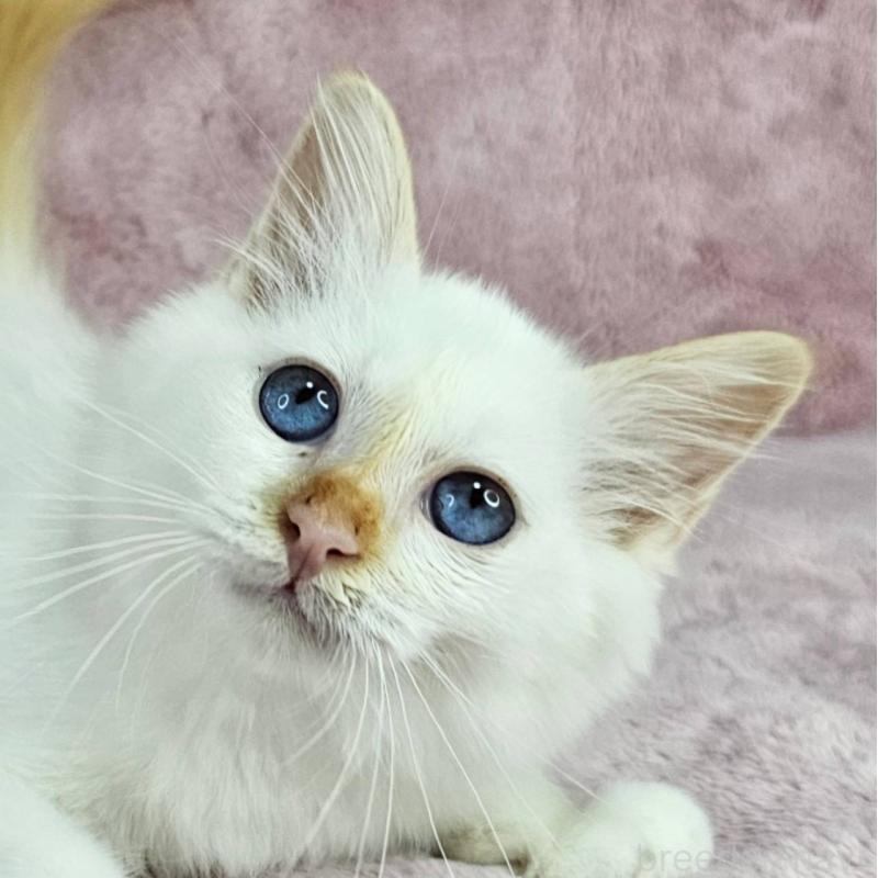 成約済の千葉県のバーマン-123032の1枚目