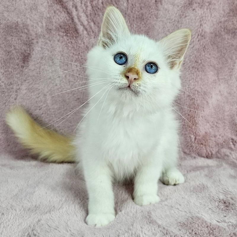 成約済の千葉県のバーマン-123032の6枚目