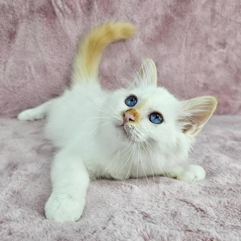 成約済の千葉県のバーマン-123032の5枚目