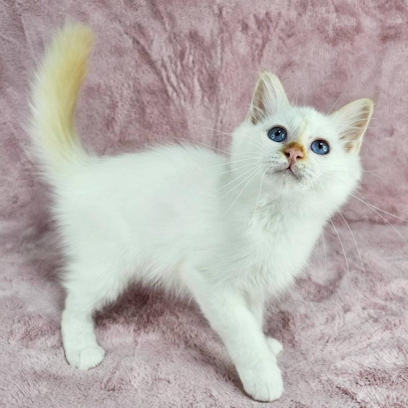 成約済の千葉県のバーマン-123032の4枚目