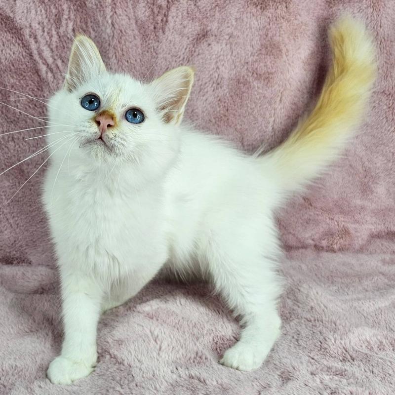 成約済の千葉県のバーマン-123032の3枚目