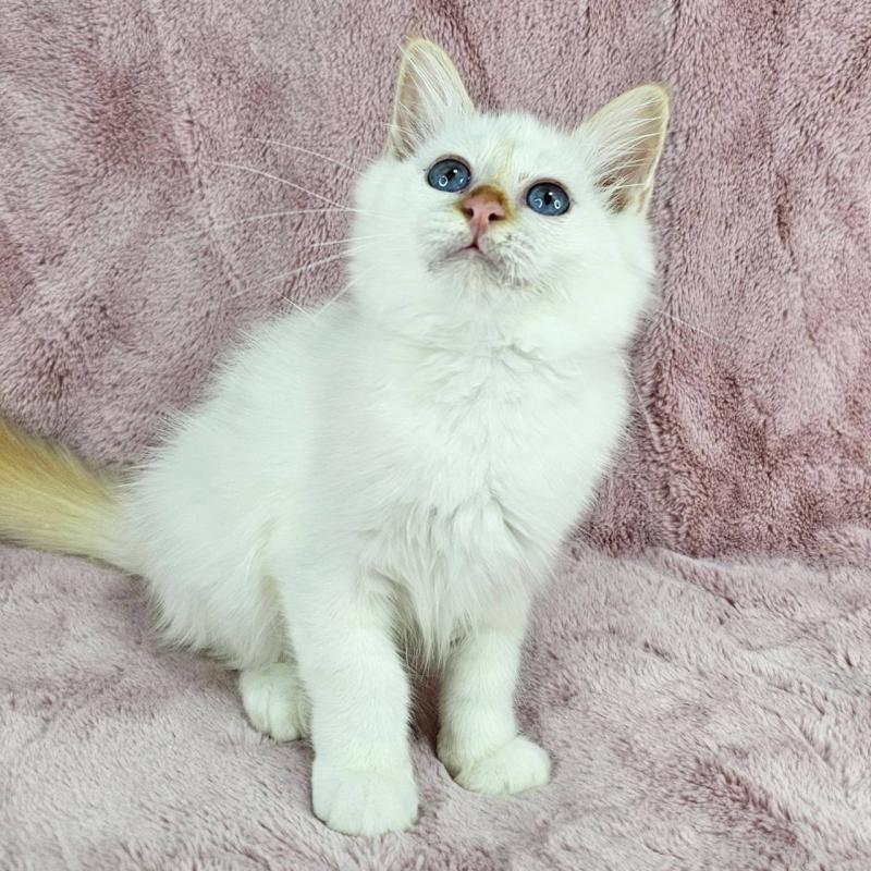 成約済の千葉県のバーマン-123032の2枚目