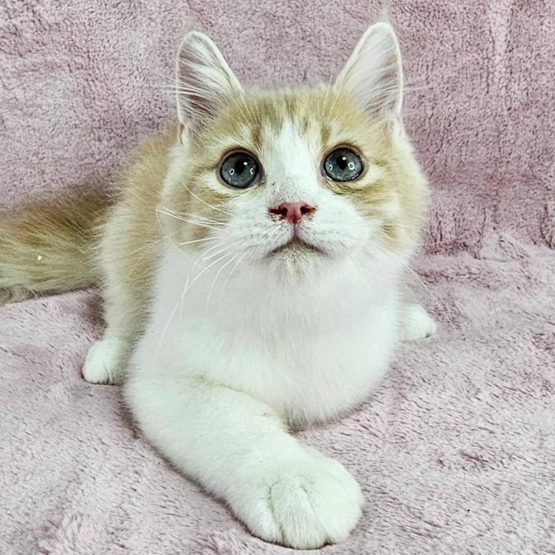 販売中の千葉県のマンチカン-121405の6枚目