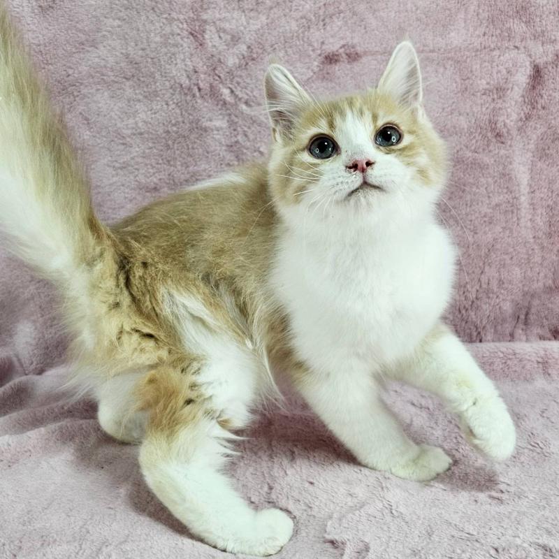 販売中の千葉県のマンチカン-121405の5枚目