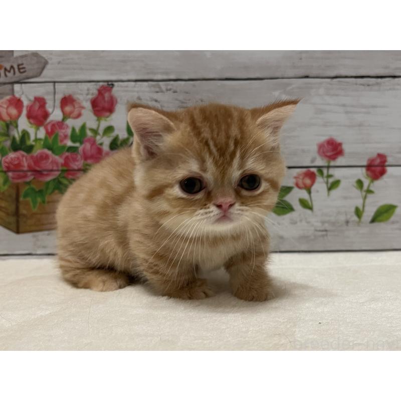 成約済の山梨県のミヌエット-126868の11枚目