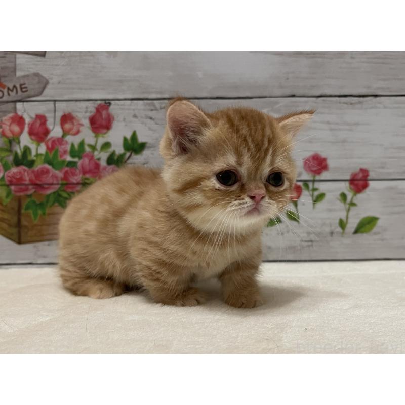 成約済の山梨県のミヌエット-126868の10枚目