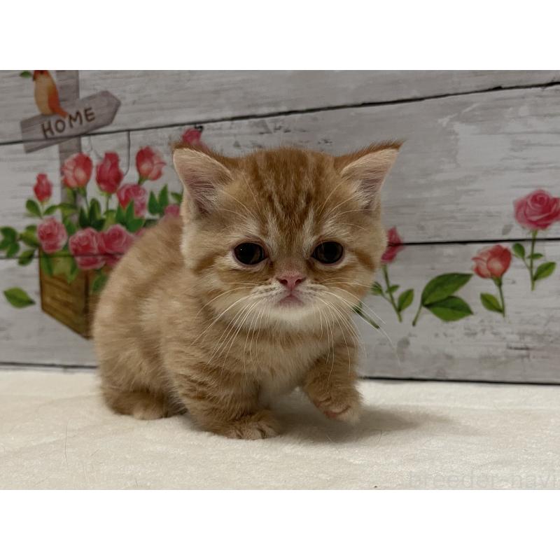 成約済の山梨県のミヌエット-126868の1枚目