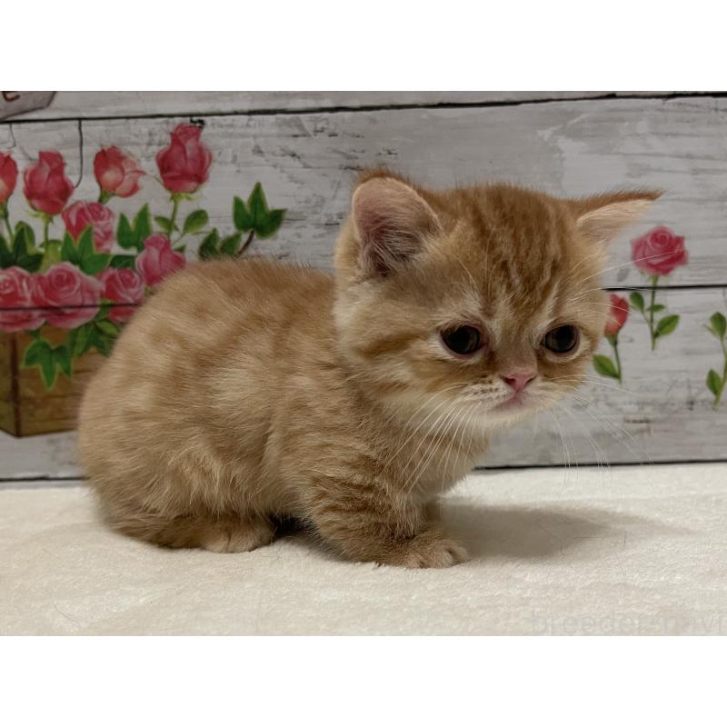 成約済の山梨県のミヌエット-126868の9枚目