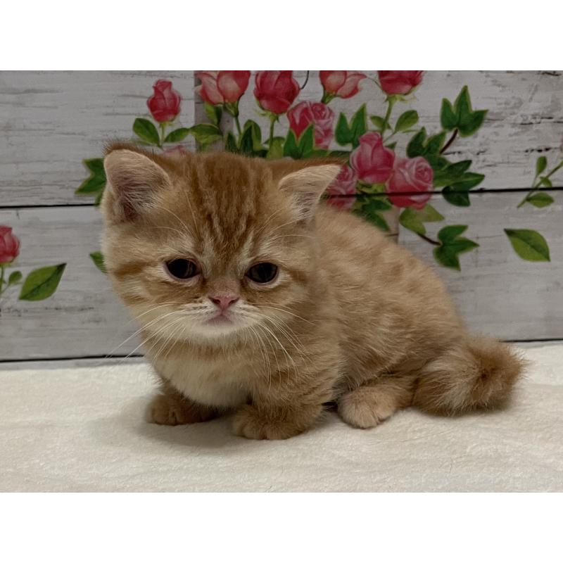 成約済の山梨県のミヌエット-126868の8枚目