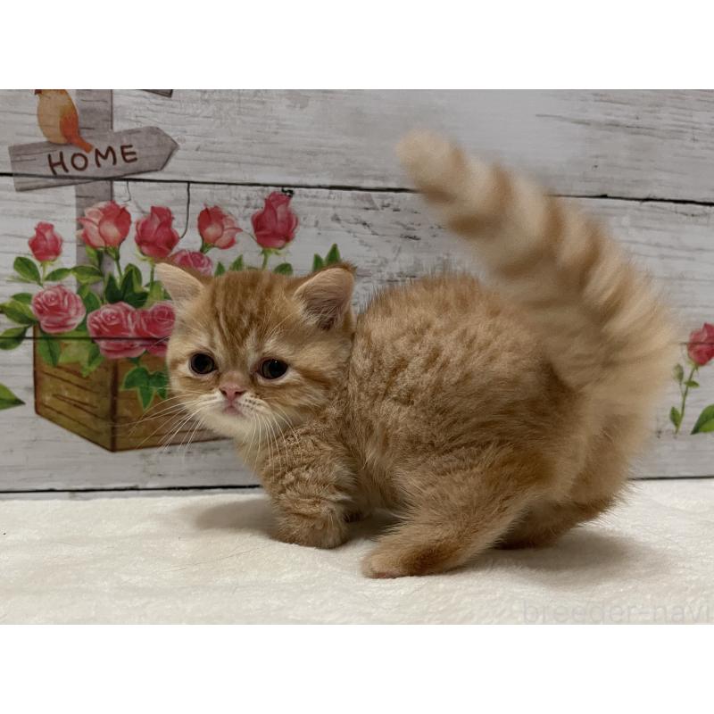 成約済の山梨県のミヌエット-126868の7枚目