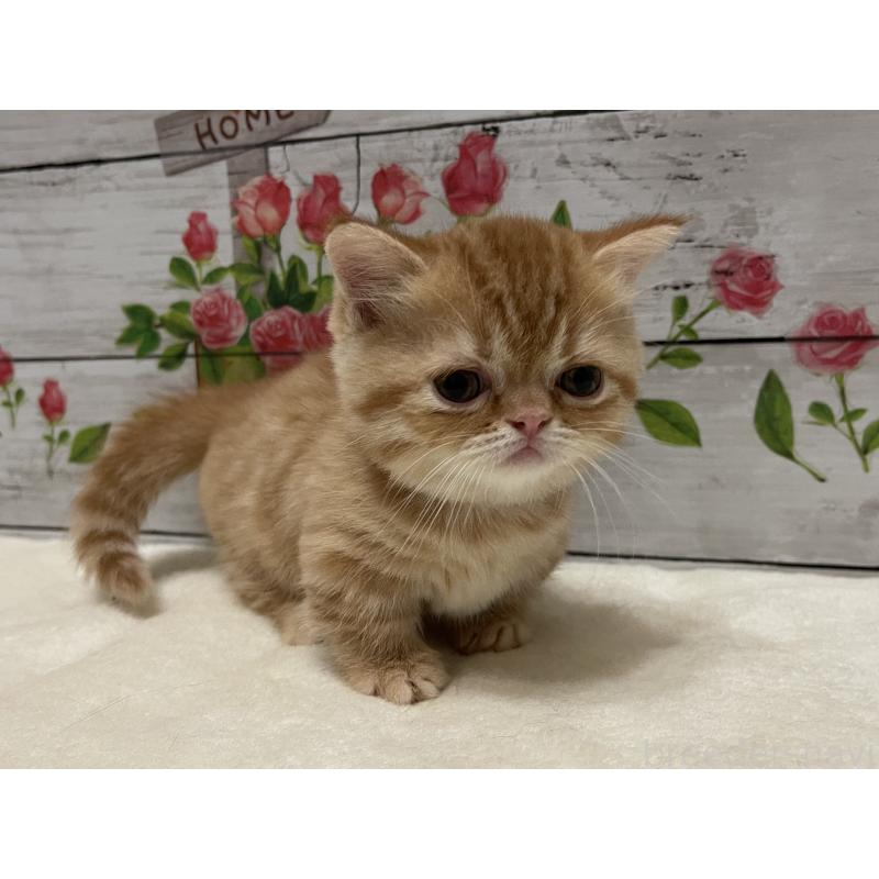 成約済の山梨県のミヌエット-126868の6枚目