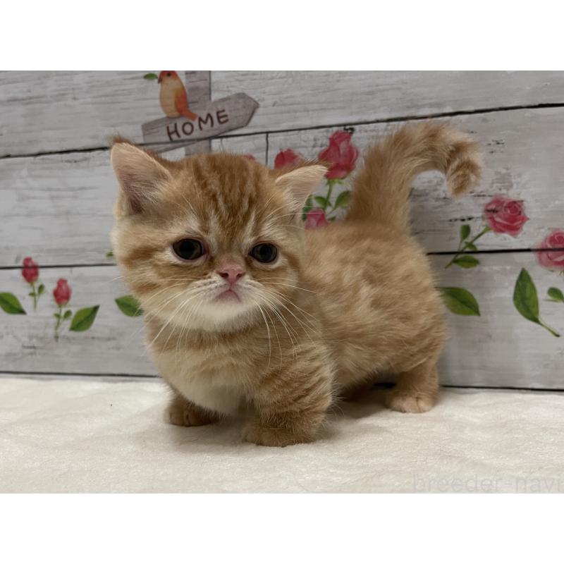 成約済の山梨県のミヌエット-126868の5枚目