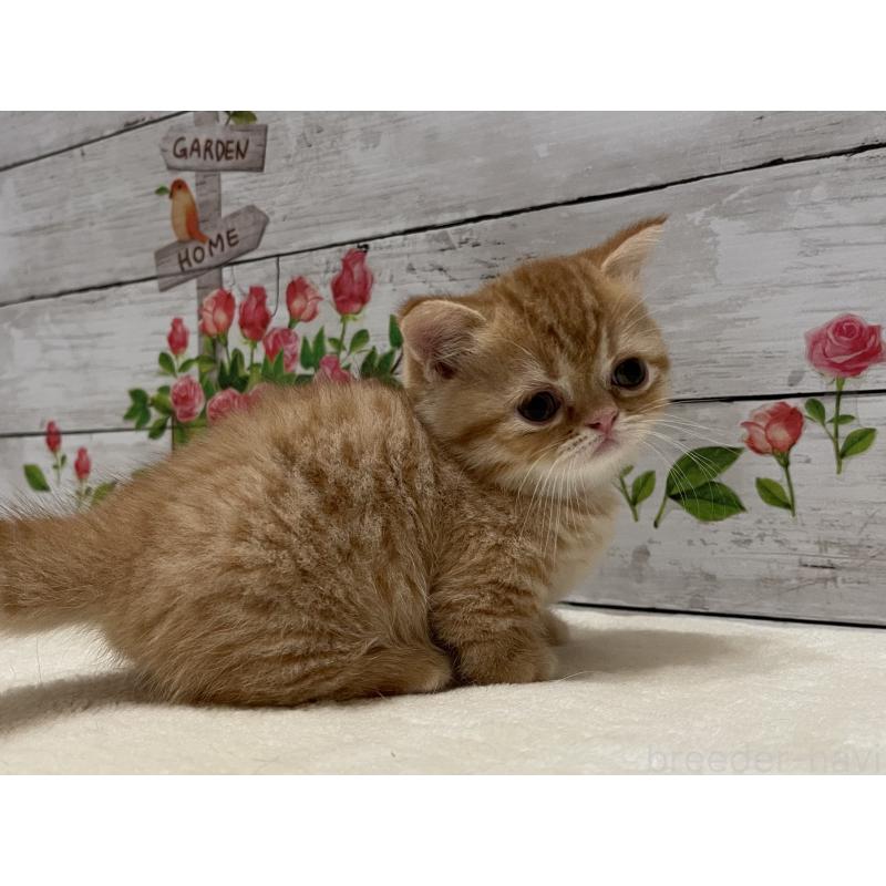 成約済の山梨県のミヌエット-126868の4枚目