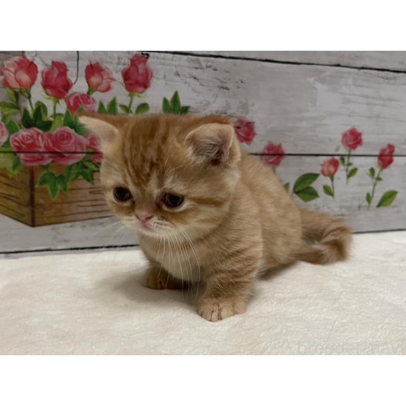 成約済の山梨県のミヌエット-126868の3枚目