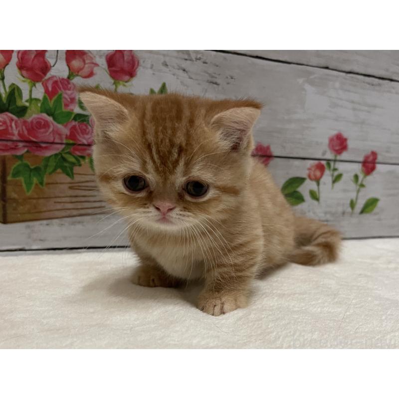 成約済の山梨県のミヌエット-126868の2枚目