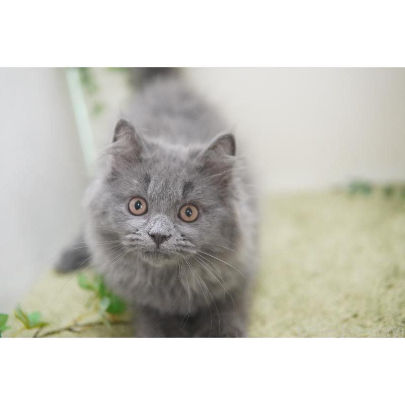 成約済の神奈川県のミヌエット-121748の5枚目