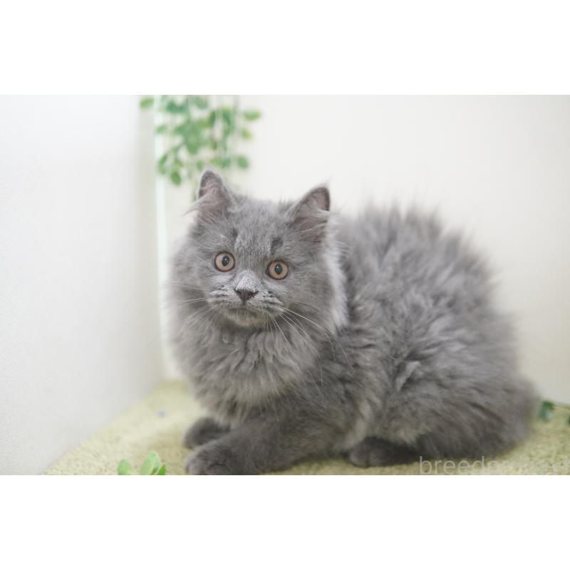 成約済の神奈川県のミヌエット-121748の4枚目