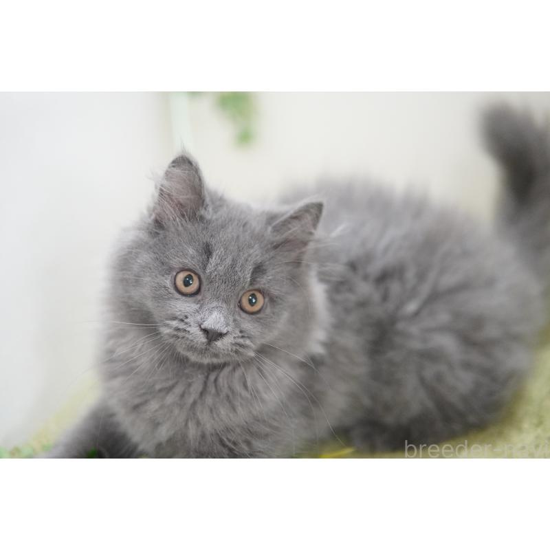 成約済の神奈川県のミヌエット-121748の3枚目