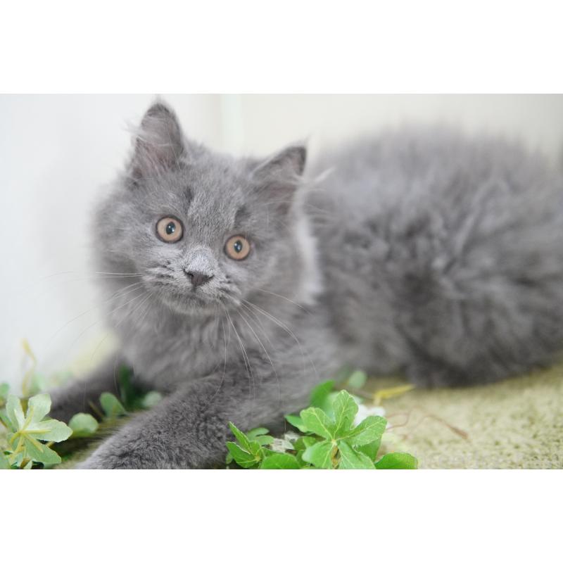 成約済の神奈川県のミヌエット-121748の2枚目