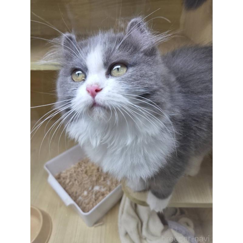 成約済の東京都のアメリカンカール-123548の3枚目