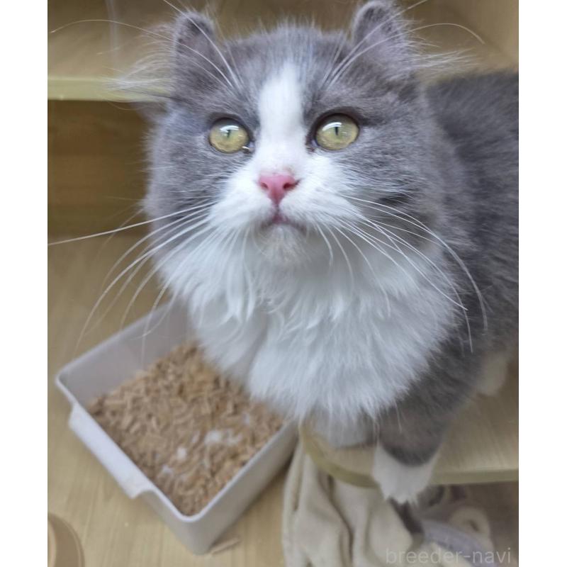 成約済の東京都のアメリカンカール-123548の2枚目