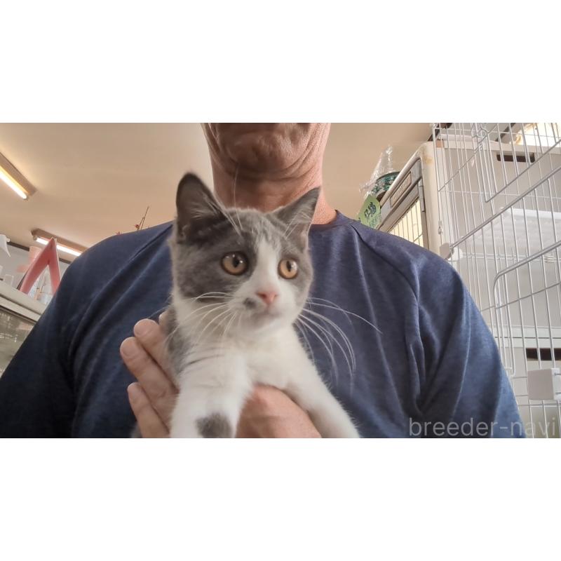 成約済の茨城県のブリティッシュショートヘア-123832の3枚目