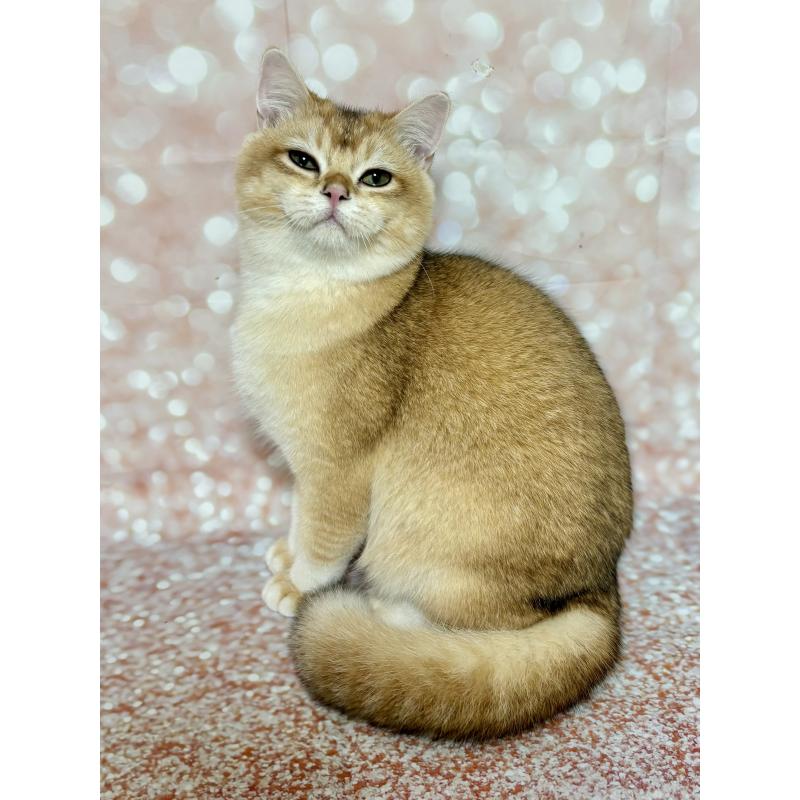 ぽん太くん1枚目