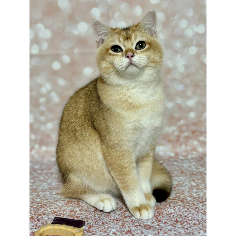 ぽん太くん1枚目