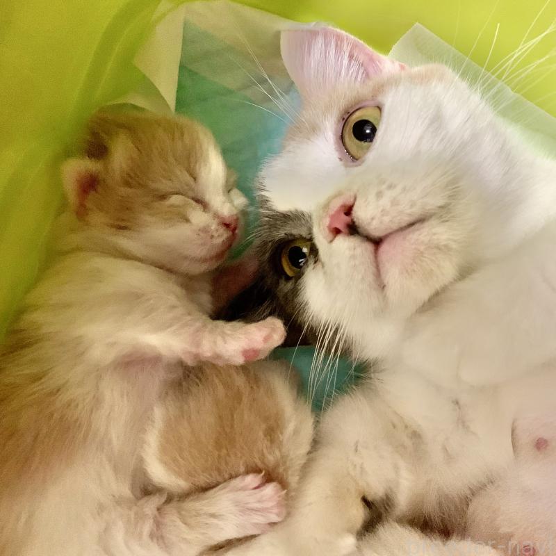 チルちゃん1枚目